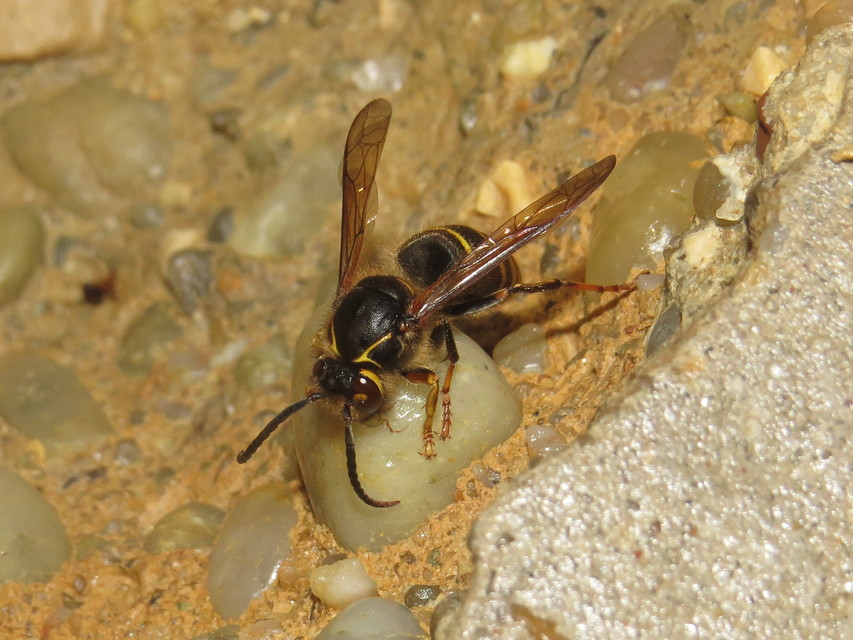 Dolichovespula media - szögletesfejű darázs