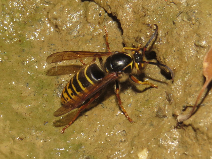 Dolichovespula media - szögletesfejű darázs