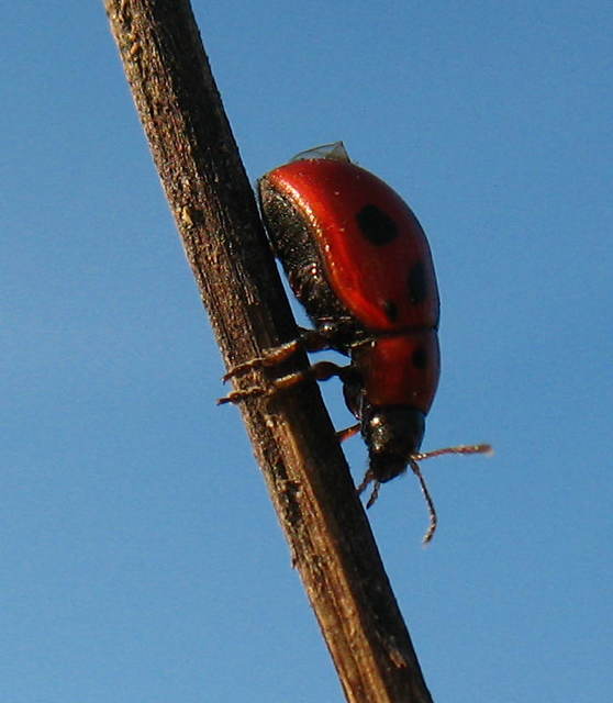 Gonioctena fornicata - közönséges lucernabogár