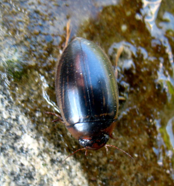 Hydaticus aruspex - csíkos mocsáricsíkbogár