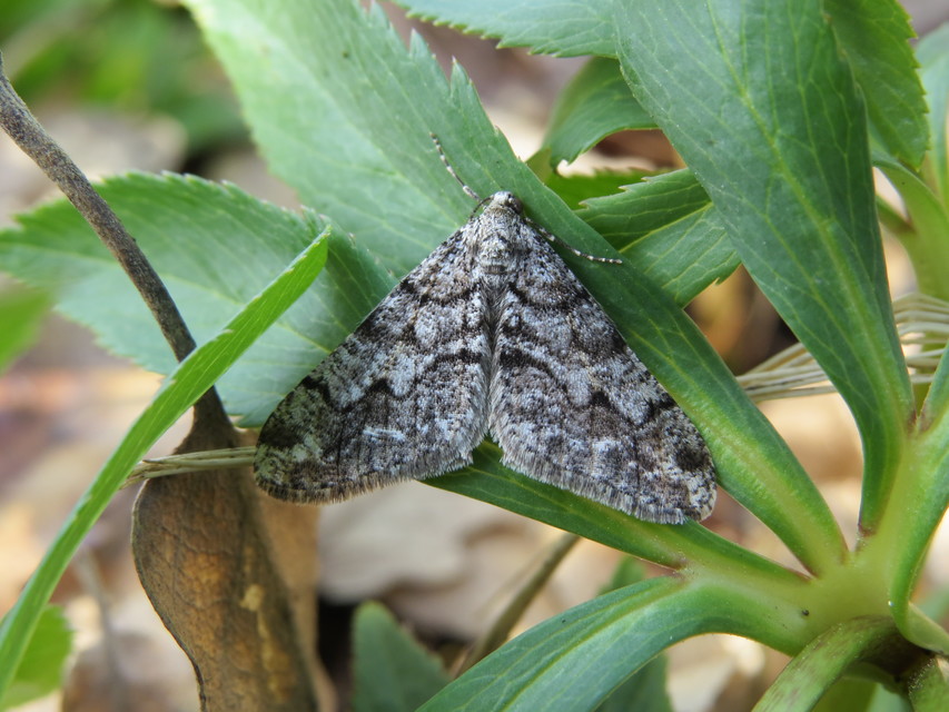 Agriopis leucophaearia - tölgy-tavasziaraszoló Agriopis leucophaearia - tölgy-tavasziaraszoló