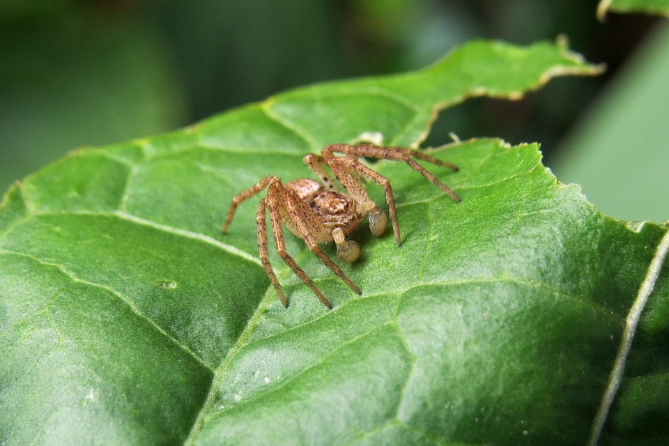 Philodromus dispar - lomb karolópók