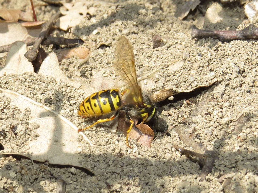 Vespula germanica - német darázs