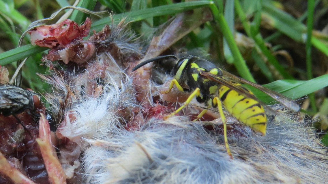 Vespula germanica - német darázs