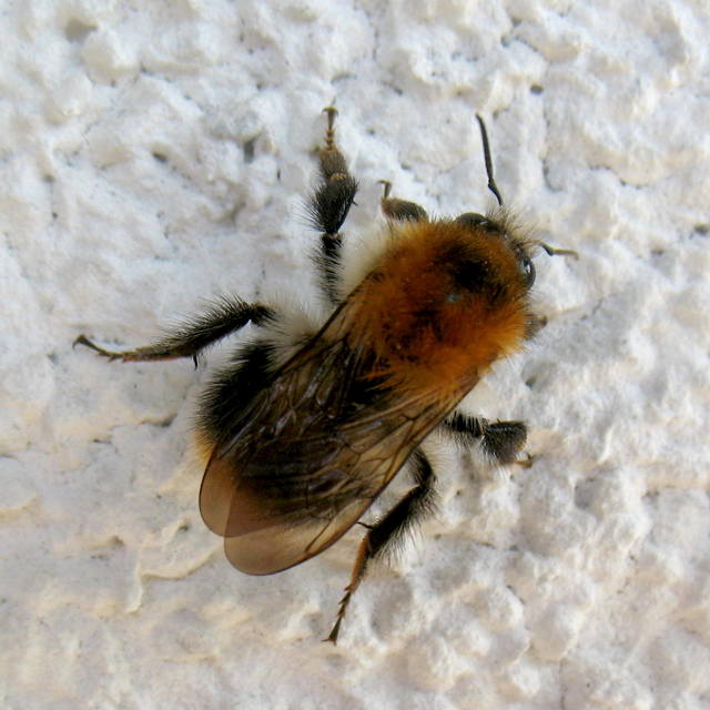 Bombus pascuorum - mezei poszméh
