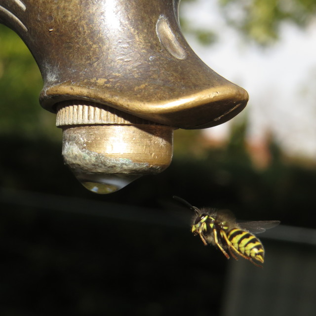 Vespula vulgaris - kecskedarázs