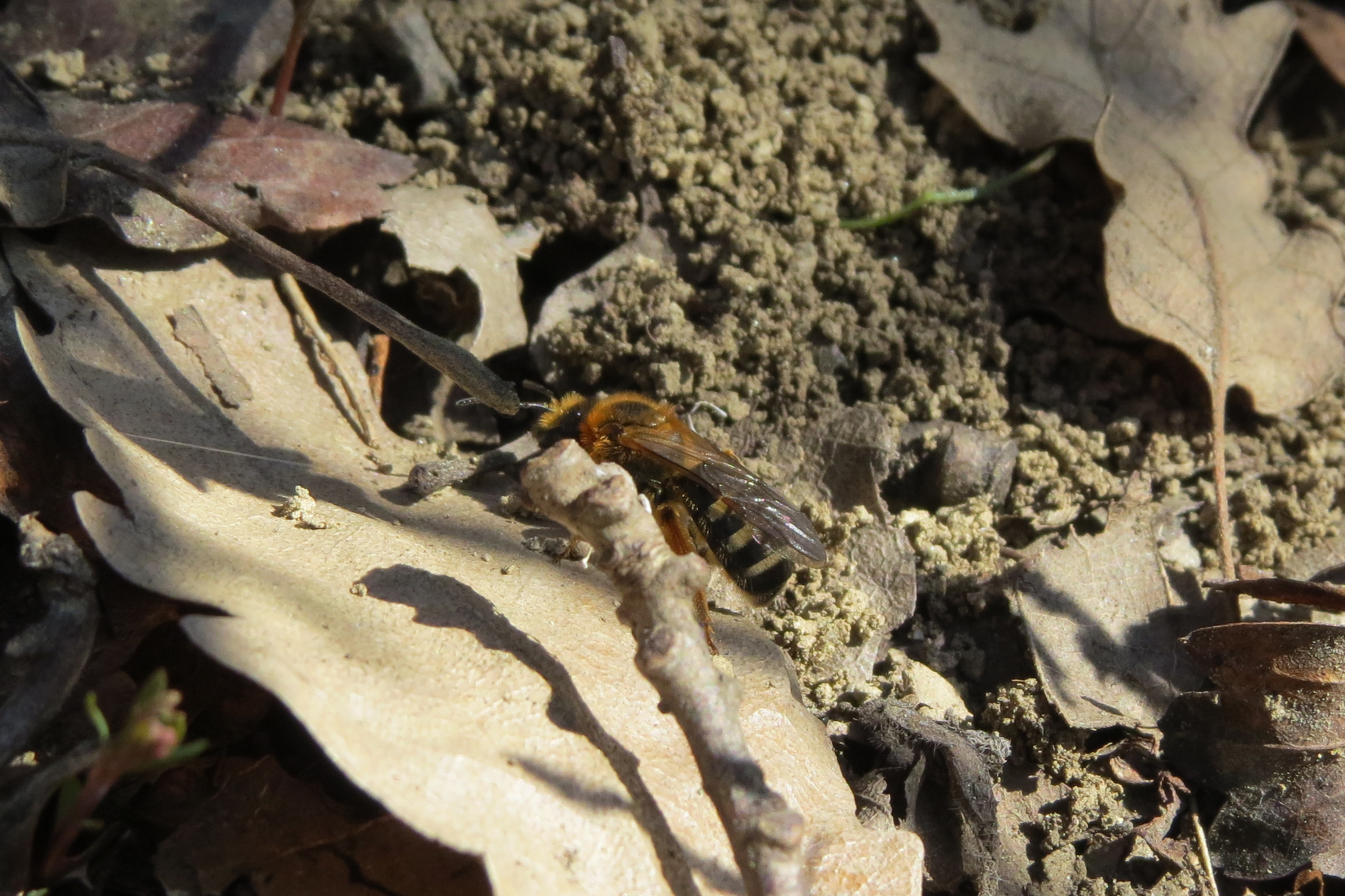 Lasioglossum subfasciatum