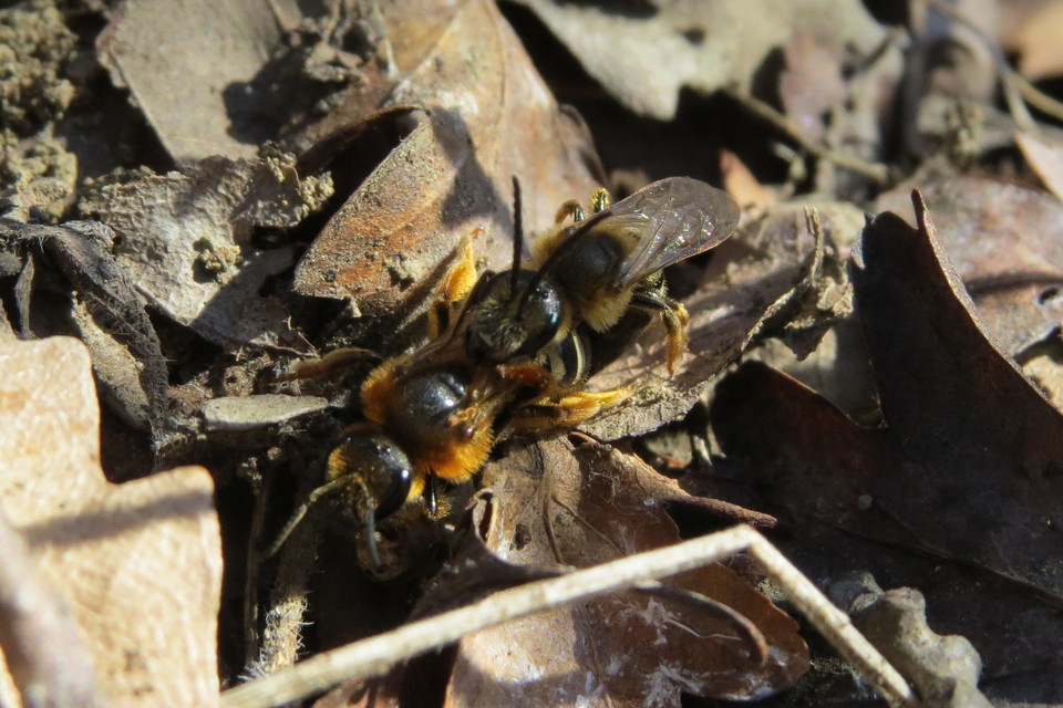 Lasioglossum subfasciatum