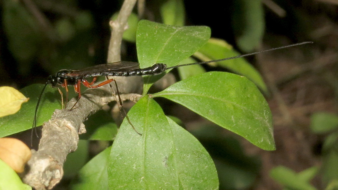 Dolichomitus