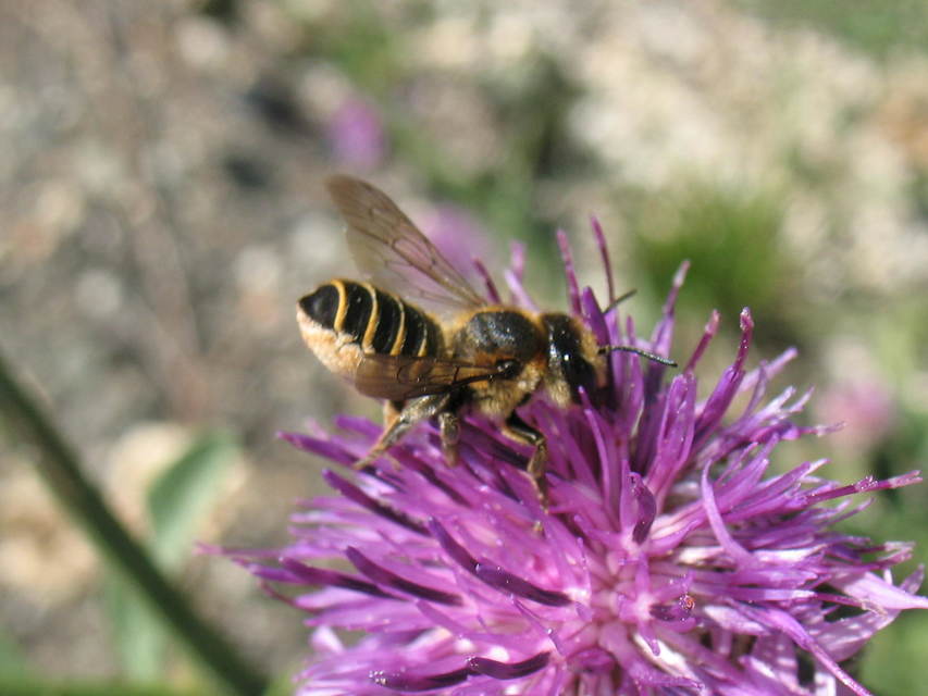 Megachile