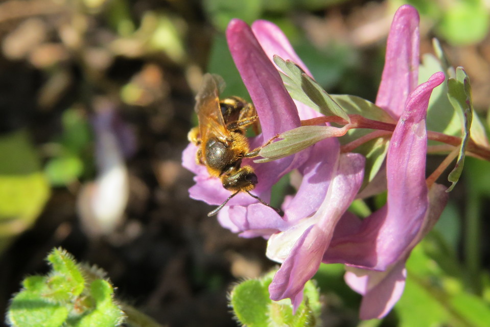 Lasioglossum subfasciatum