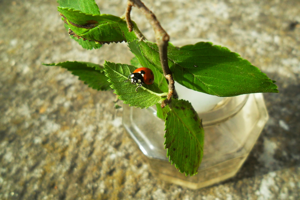 Dinocampus coccinellae - katica-gyilkosfürkész