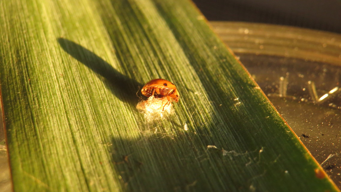 Dinocampus coccinellae - katica-gyilkosfürkész