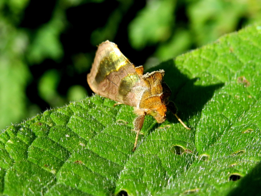 Diachrysia chrysitis - aranybagoly