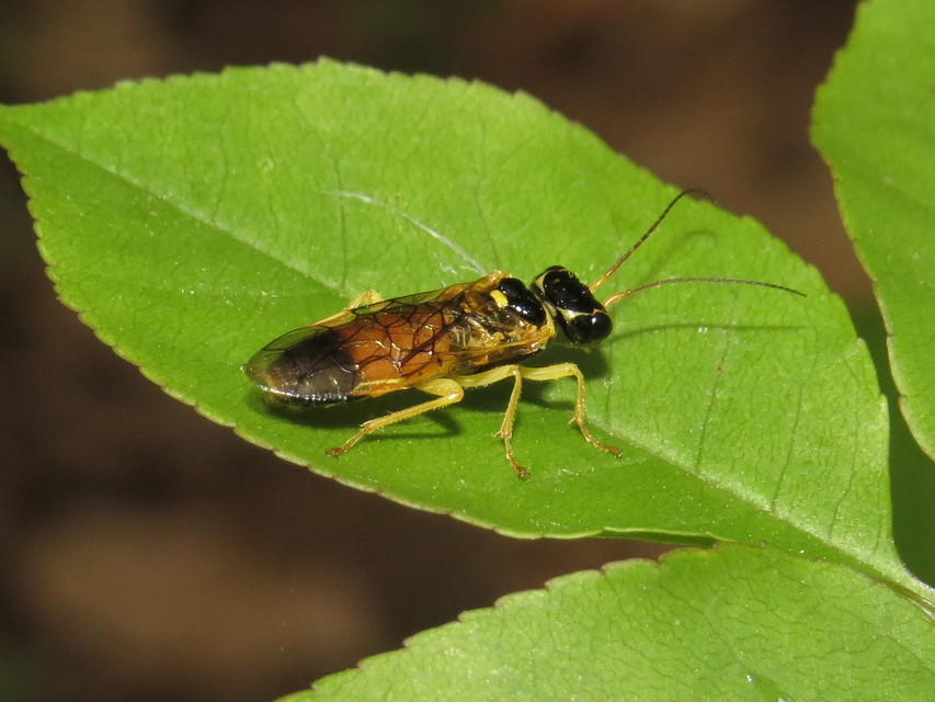 Pamphiliidae - szövődarazsak