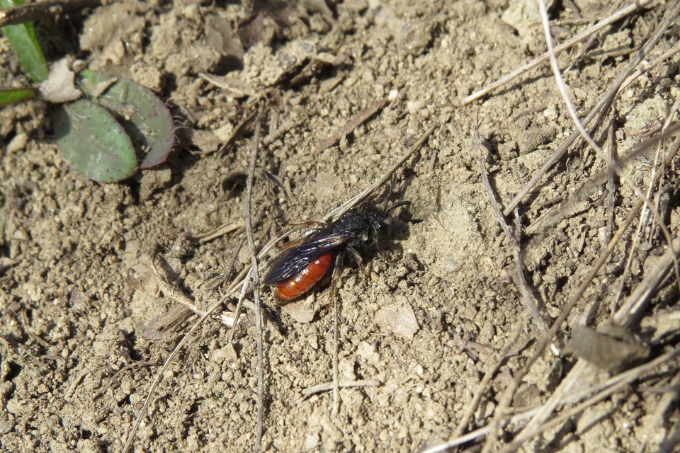 Sphecodes albilabris - nagy piroshasúméh