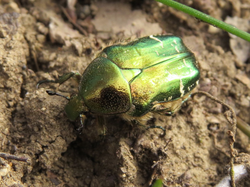 Cetonia aurata - aranyos virágbogár