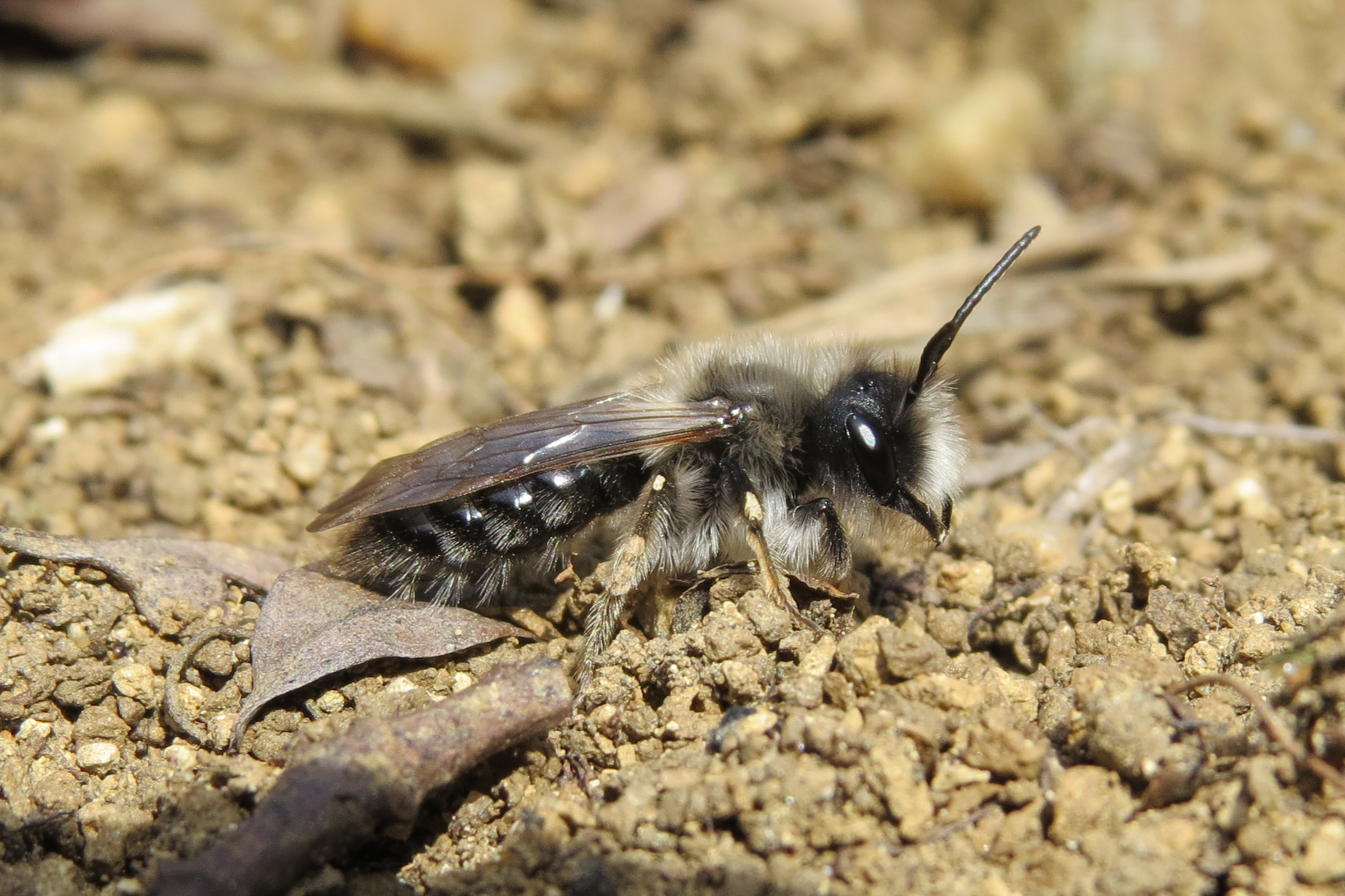 Andrena vaga
