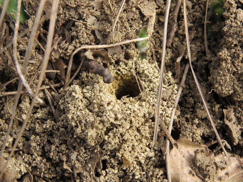 Lasioglossum
