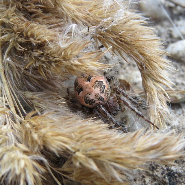Larinioides cornutus - nádi keresztespók