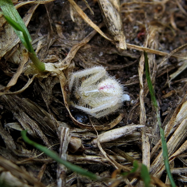 Heriaeus