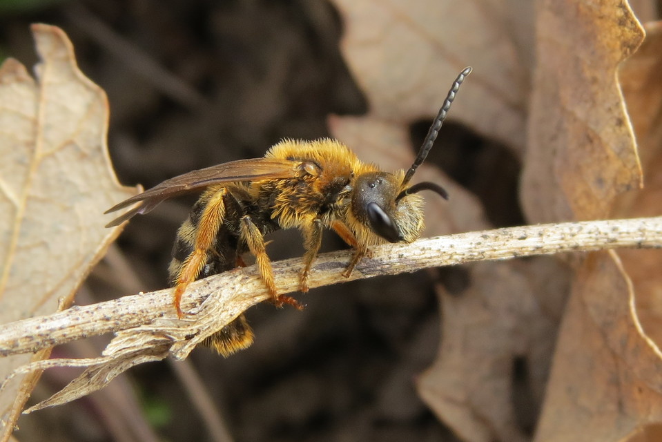 Lasioglossum