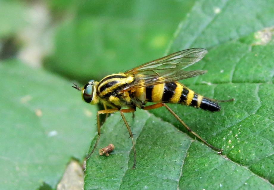 Thereva aurata - aranyos tőröslégy