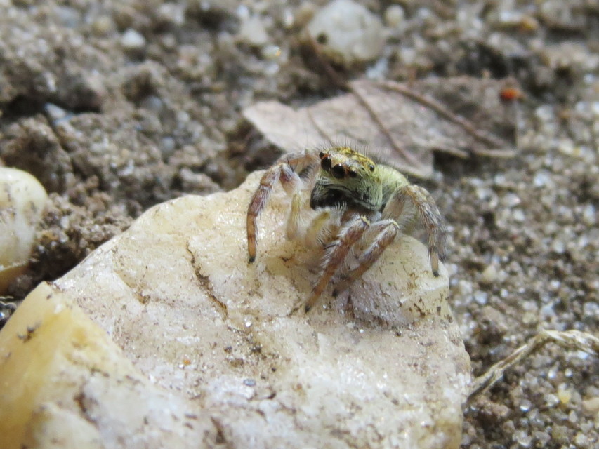 Carrhotus xanthogramma - rozsdás ugrópók
