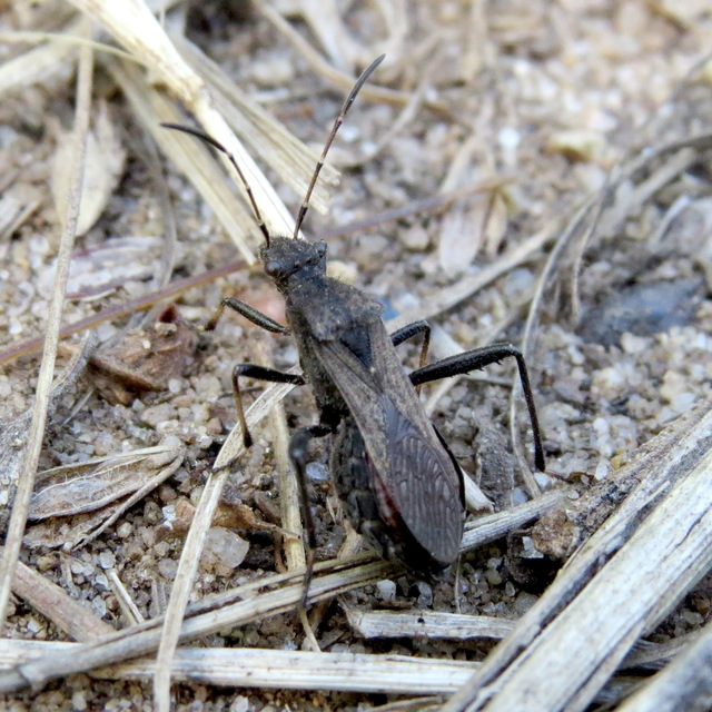 Alydus calcaratus - szőrös tövispoloska