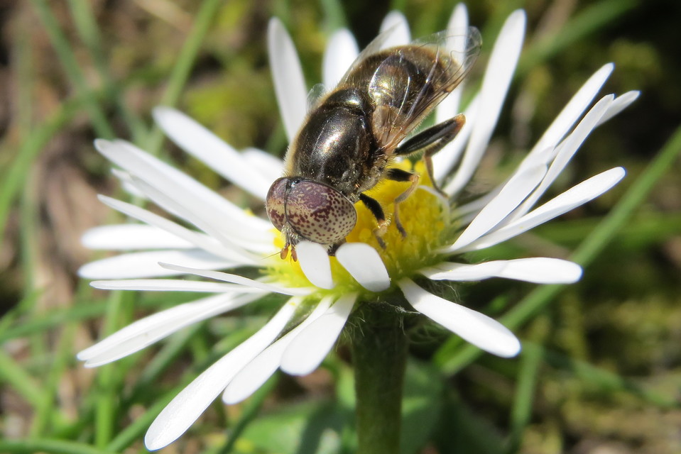 Eristalinus aeneus - bronzos foltosszeműlégy