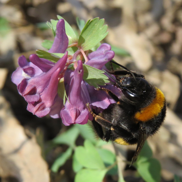 Bombus terrestris - földi poszméh