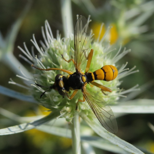 Conops silaceus