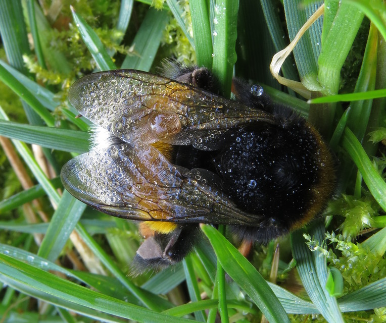 Bombus terrestris - földi poszméh