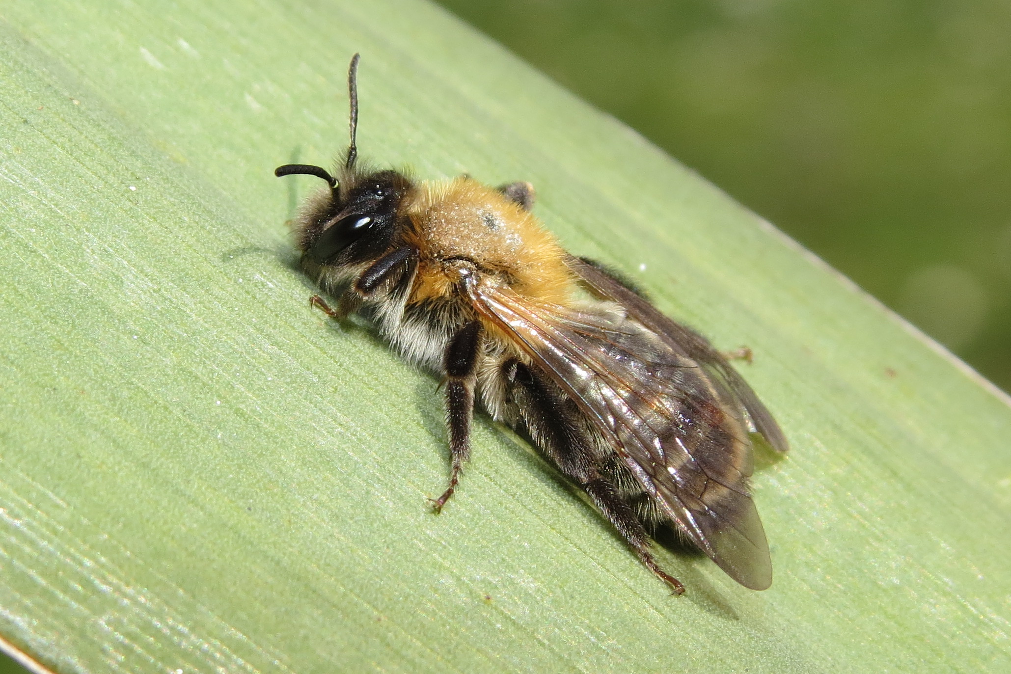 Andrena nitida