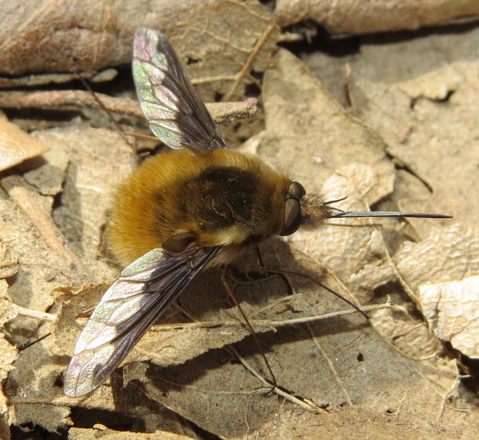 Bombylius major - szegélyes pöszörlégy