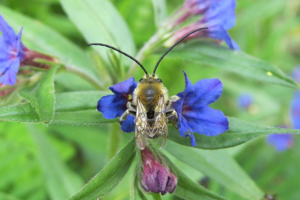 Eucera