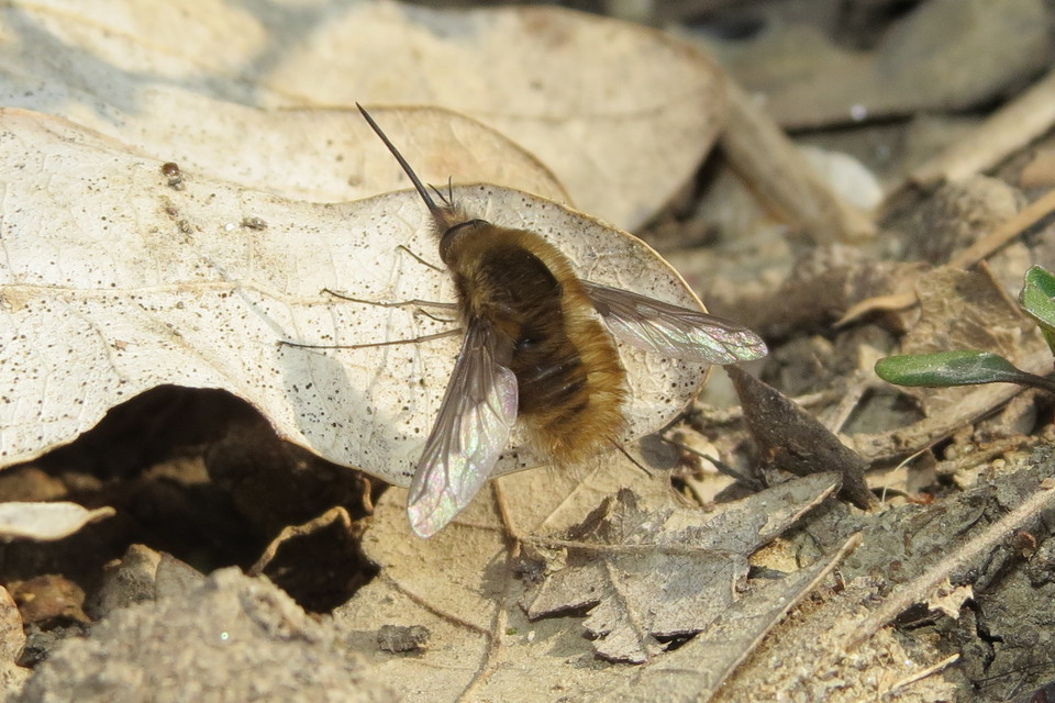 Bombylius major - szegélyes pöszörlégy