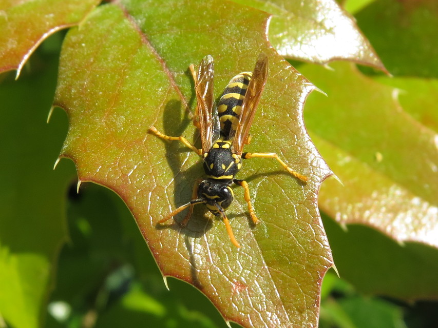 Polistes dominulus - déli papírdarázs