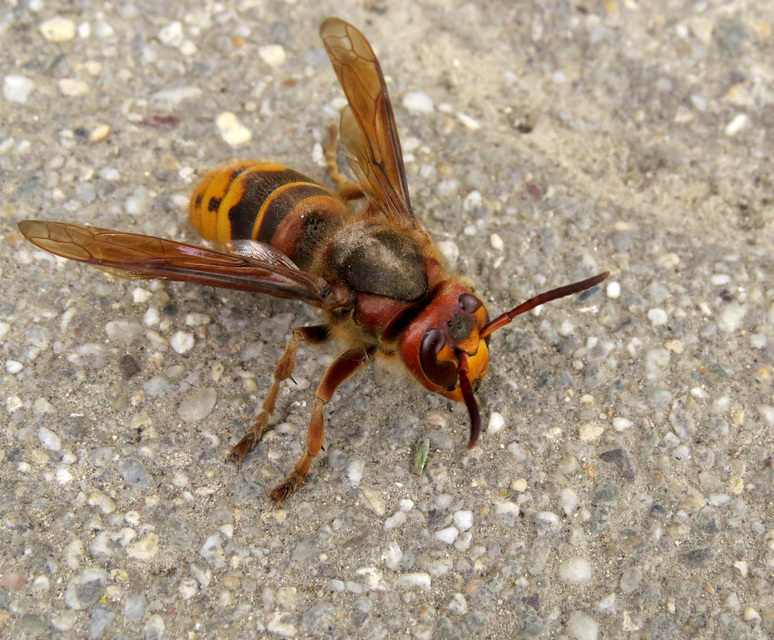 Vespa crabro - lódarázs