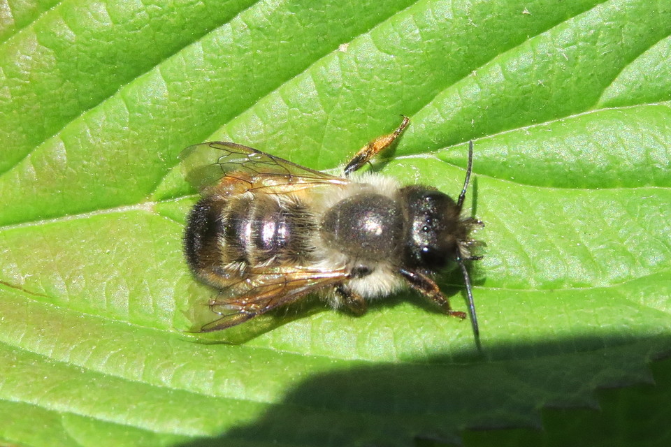 Osmia cornuta - szarvas faliméh