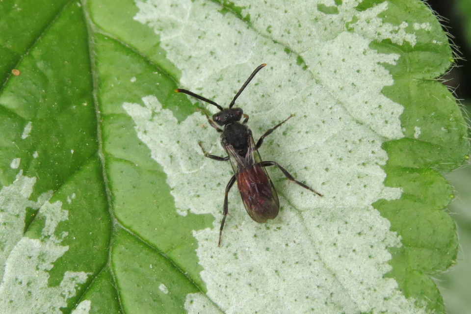 Nomada fabriciana