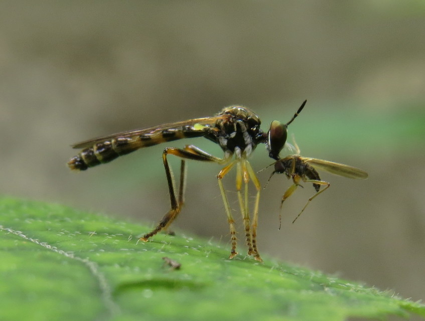 Dioctria linearis - karcsú héjalégy