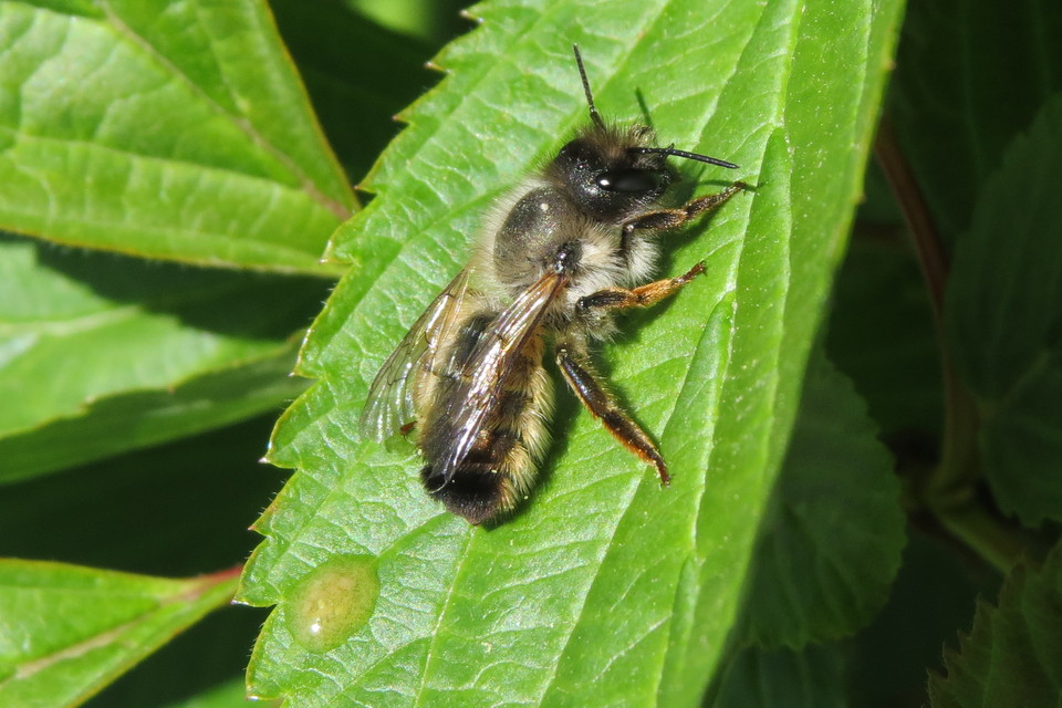 Osmia cornuta - szarvas faliméh