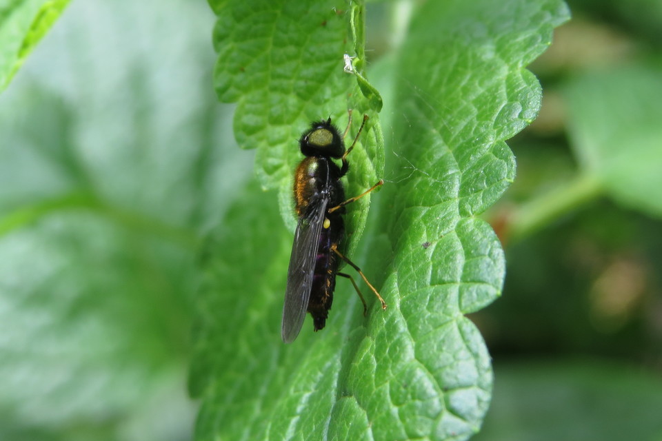 Chloromyia speciosa