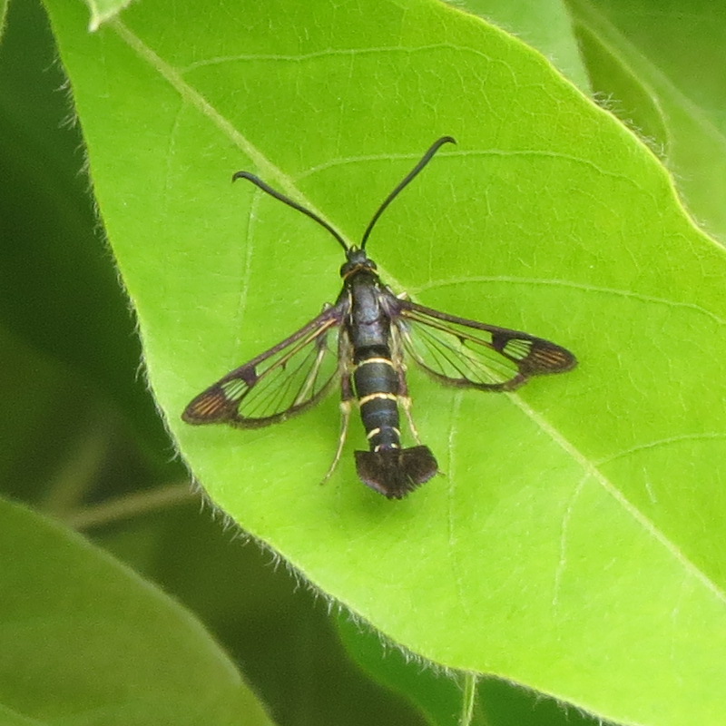 Synanthedon tipuliformis - ribizkeszitkár