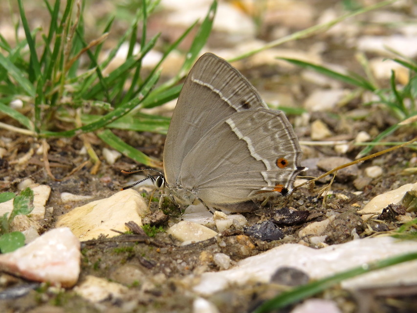 Neozephyrus quercus - tölgyfalepke