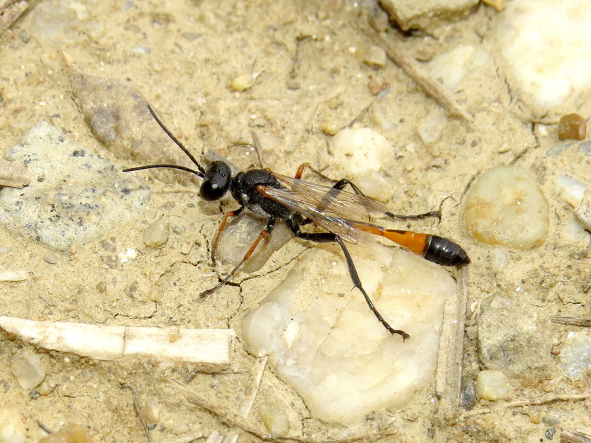 Ammophila heydeni - vöröslábú hernyóölődarázs