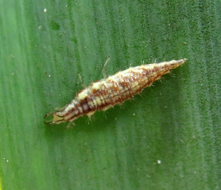 Chrysopidae - zöldfátyolkák