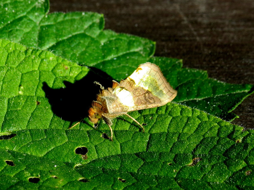Diachrysia chrysitis - aranybagoly