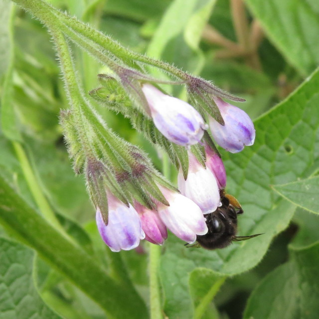 Anthophora plumipes - gyakori bundásméh